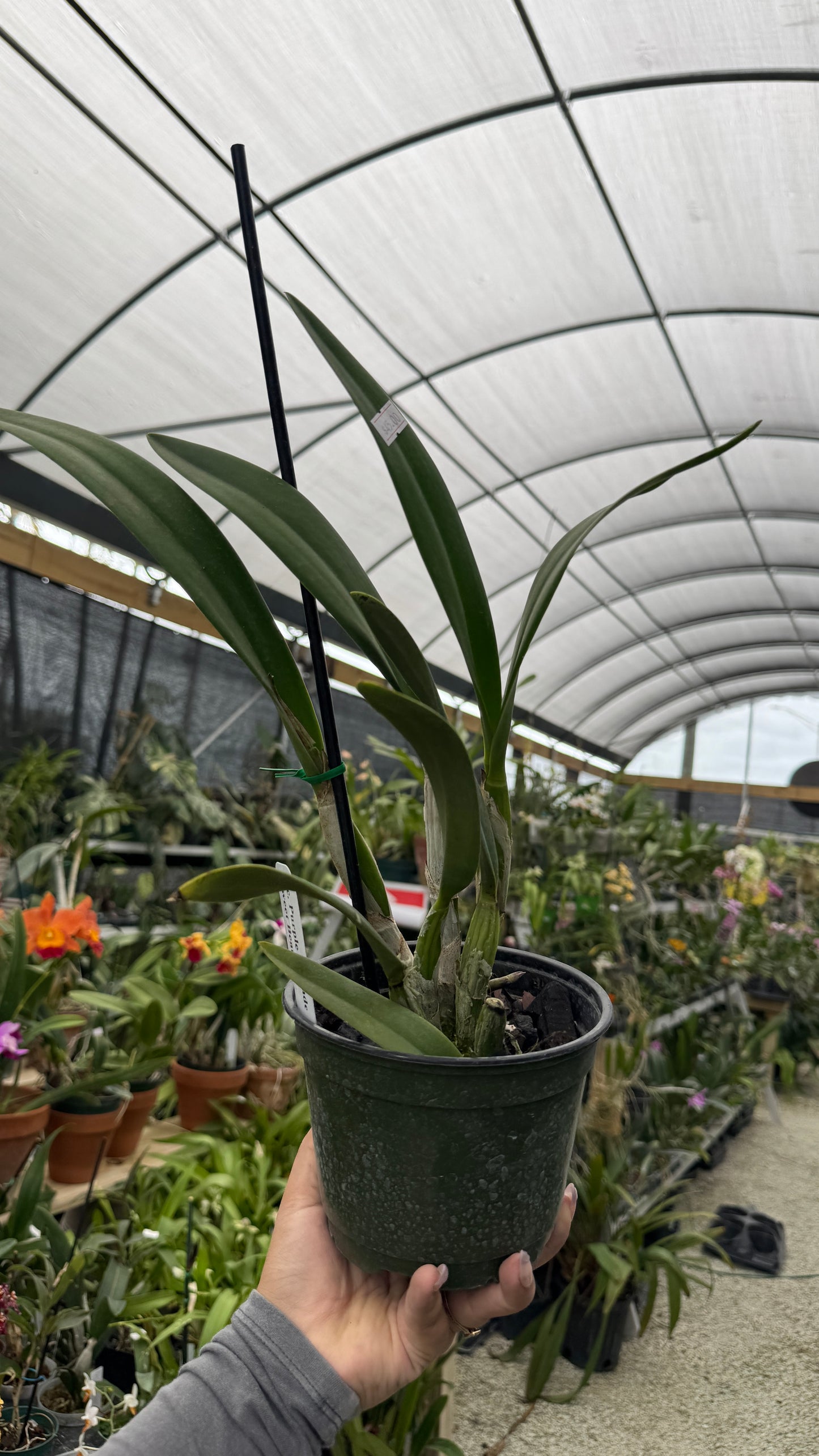 Lc Purple Cascade Sweet Baby 6” Grower Choice
