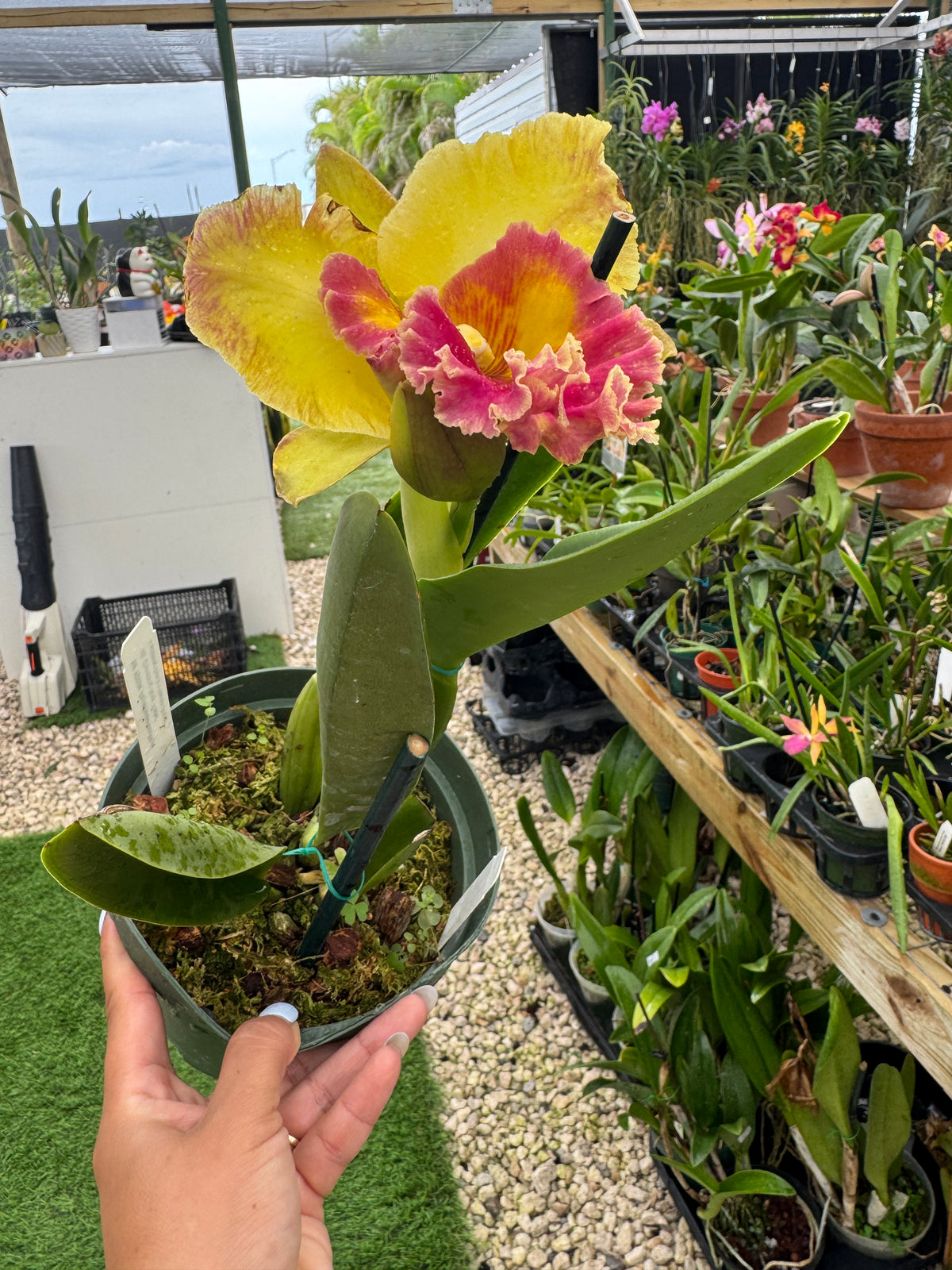 Rlc. Chomthong Fancy 'Fireball pot 6”