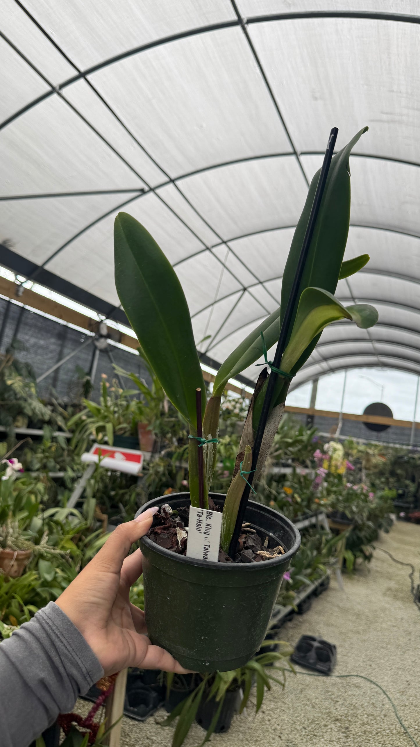BLC King of Taiwan Ta Hsinn6” grower choice