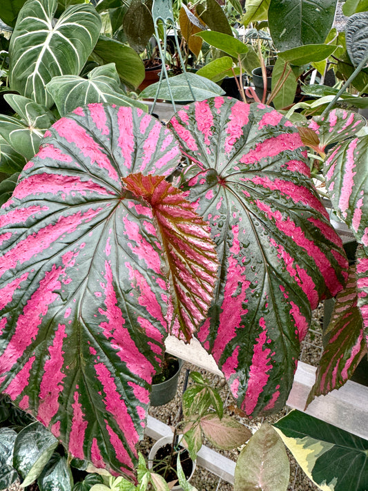 Begonia Brevirimosa HB 6”