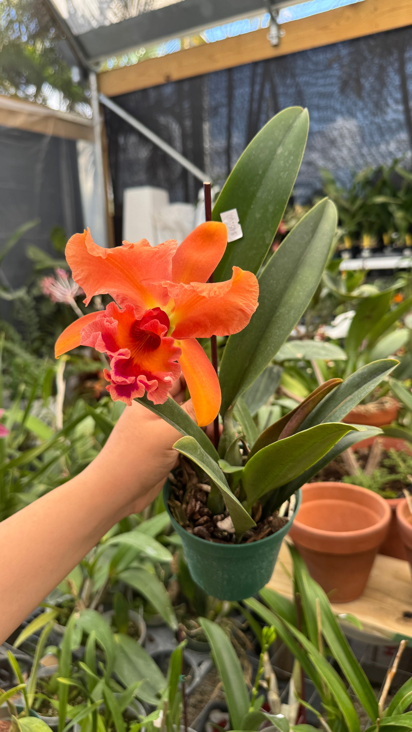 Laeliocattleya híbrida