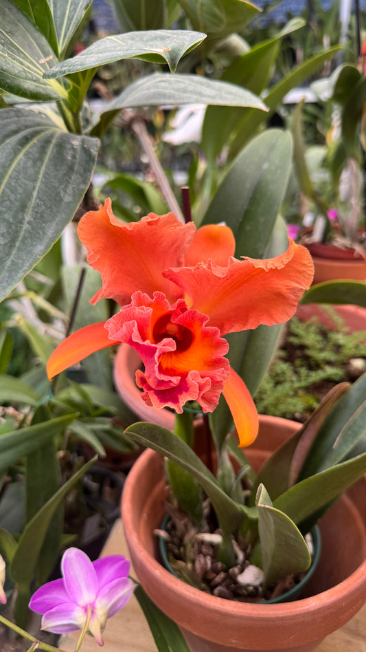 Laeliocattleya híbrida
