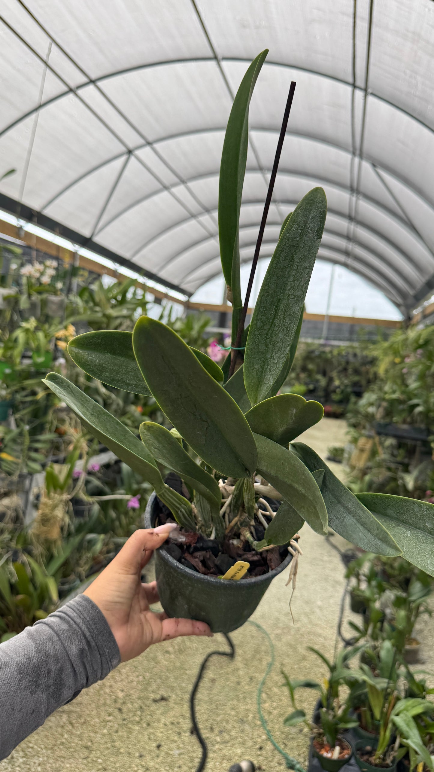 Pot Dick Smith x Chelsea Award Grower Choice 6”