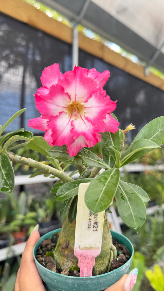 Desert rose #21 4”