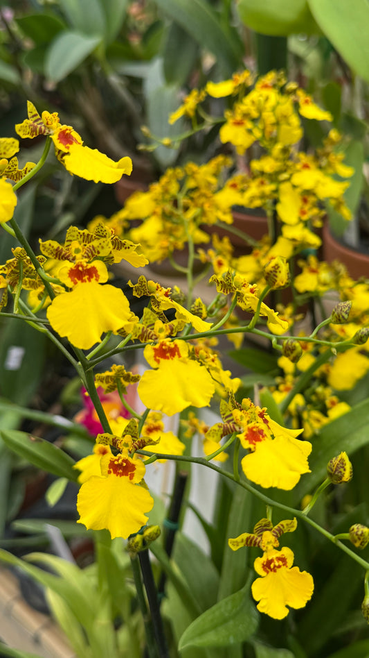 Oncidium Dancy Lady 4”