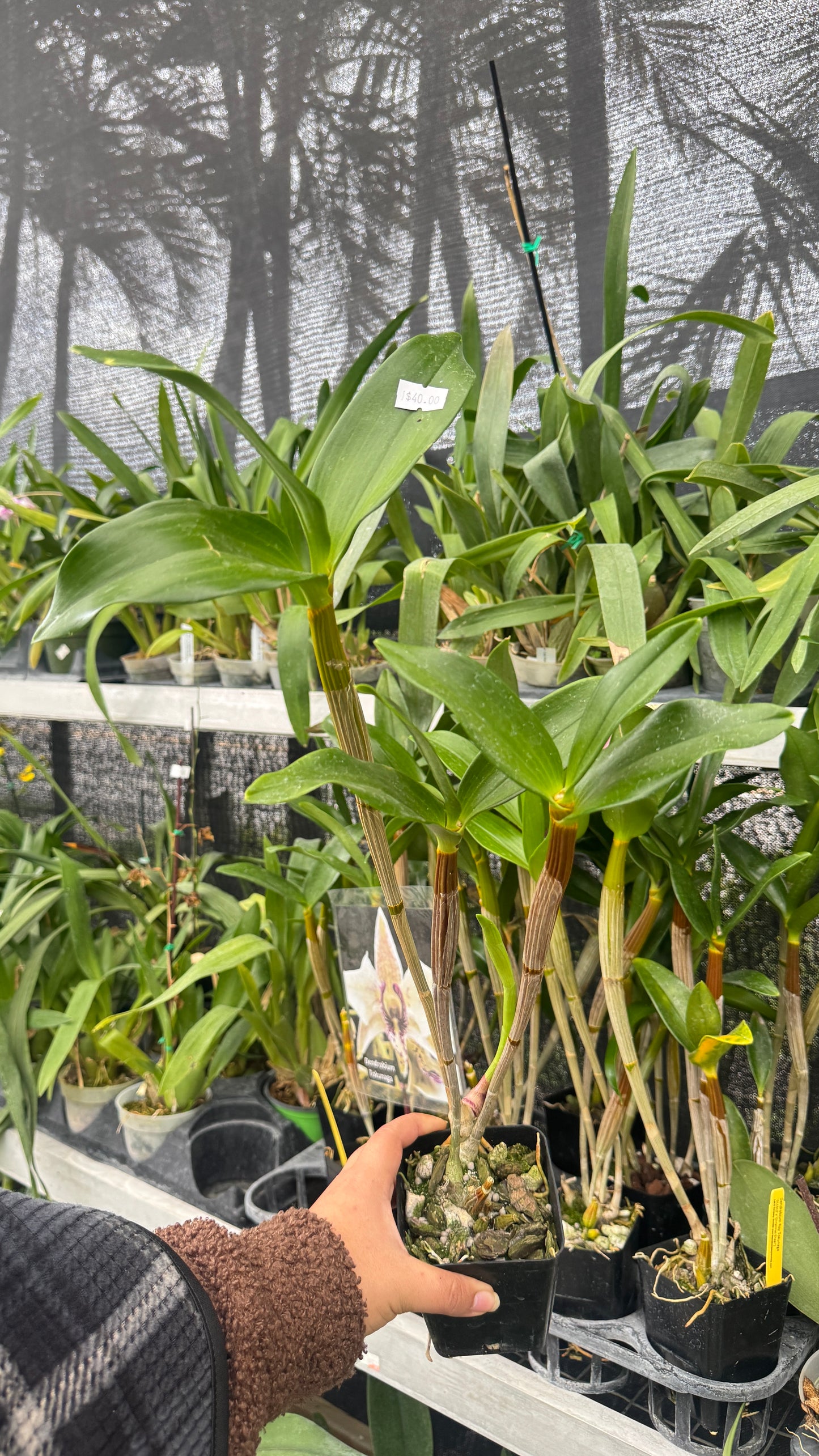 Dendrobium Tokunaga 4”