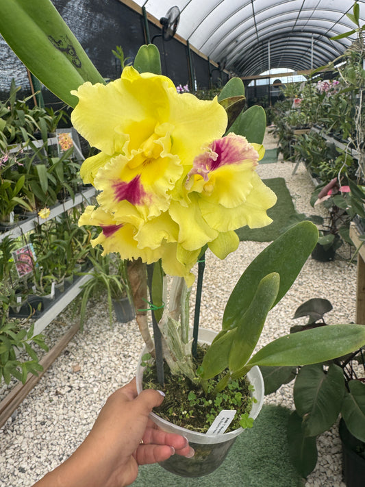 RLC. SUZUKI'S PRECIOSA 'HSINYING Pot 6” No Flowers
