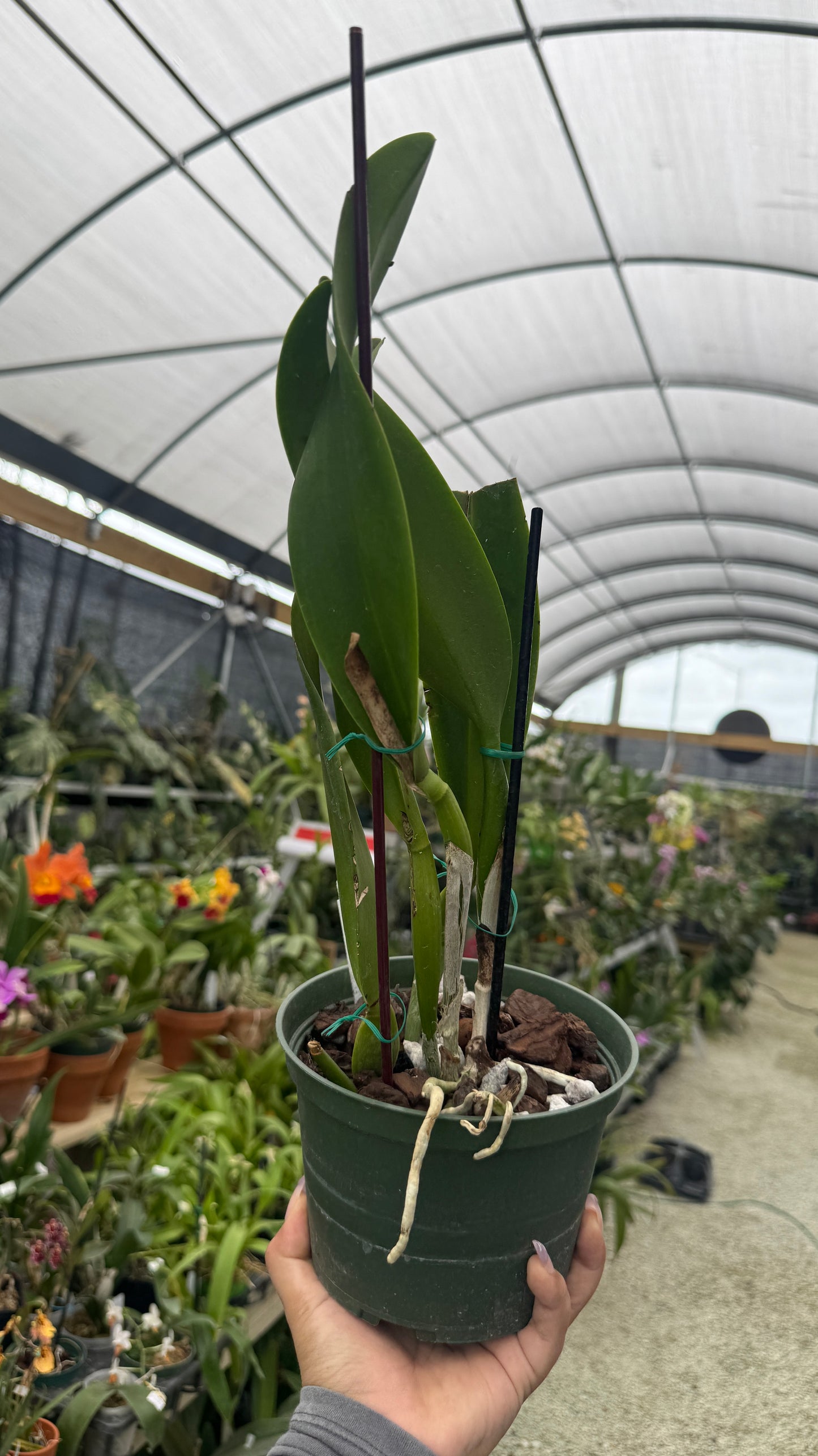 Rlc Taiwan Chief Wine Van Goth 6” Grower Choice