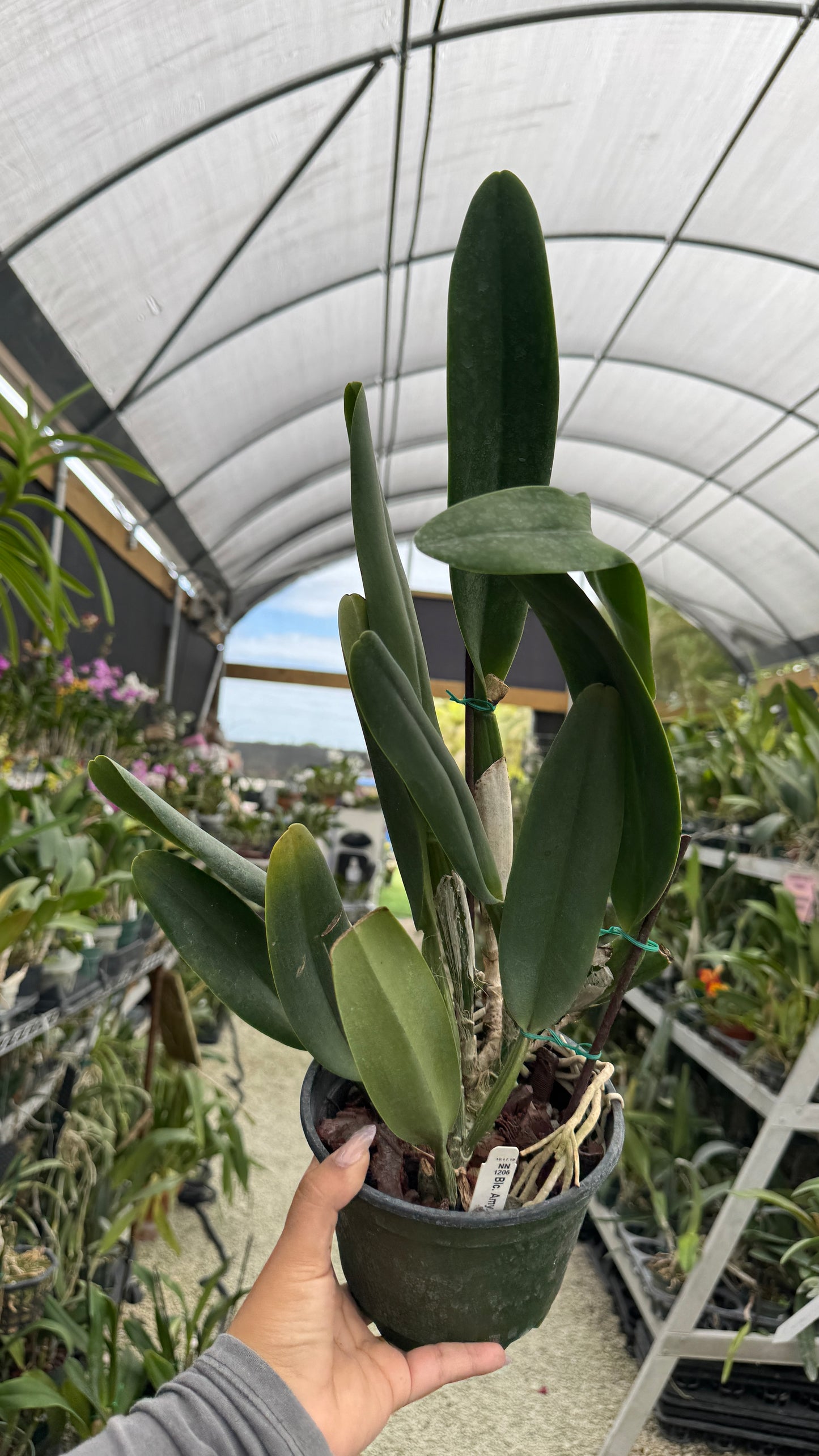 BLC Amy Wakasugi 6” grower choice