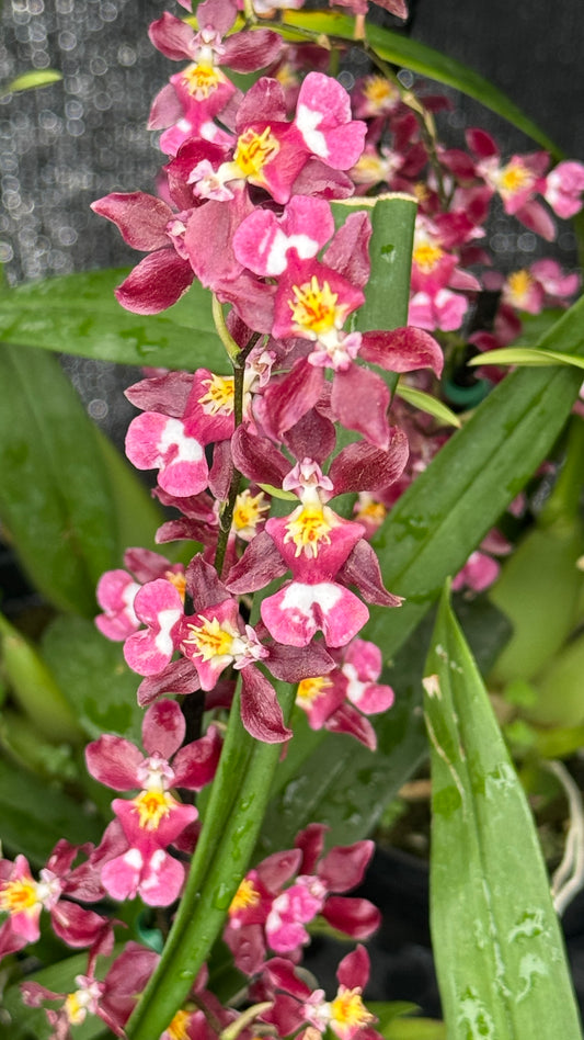 Oncidium sherry Baby 4”