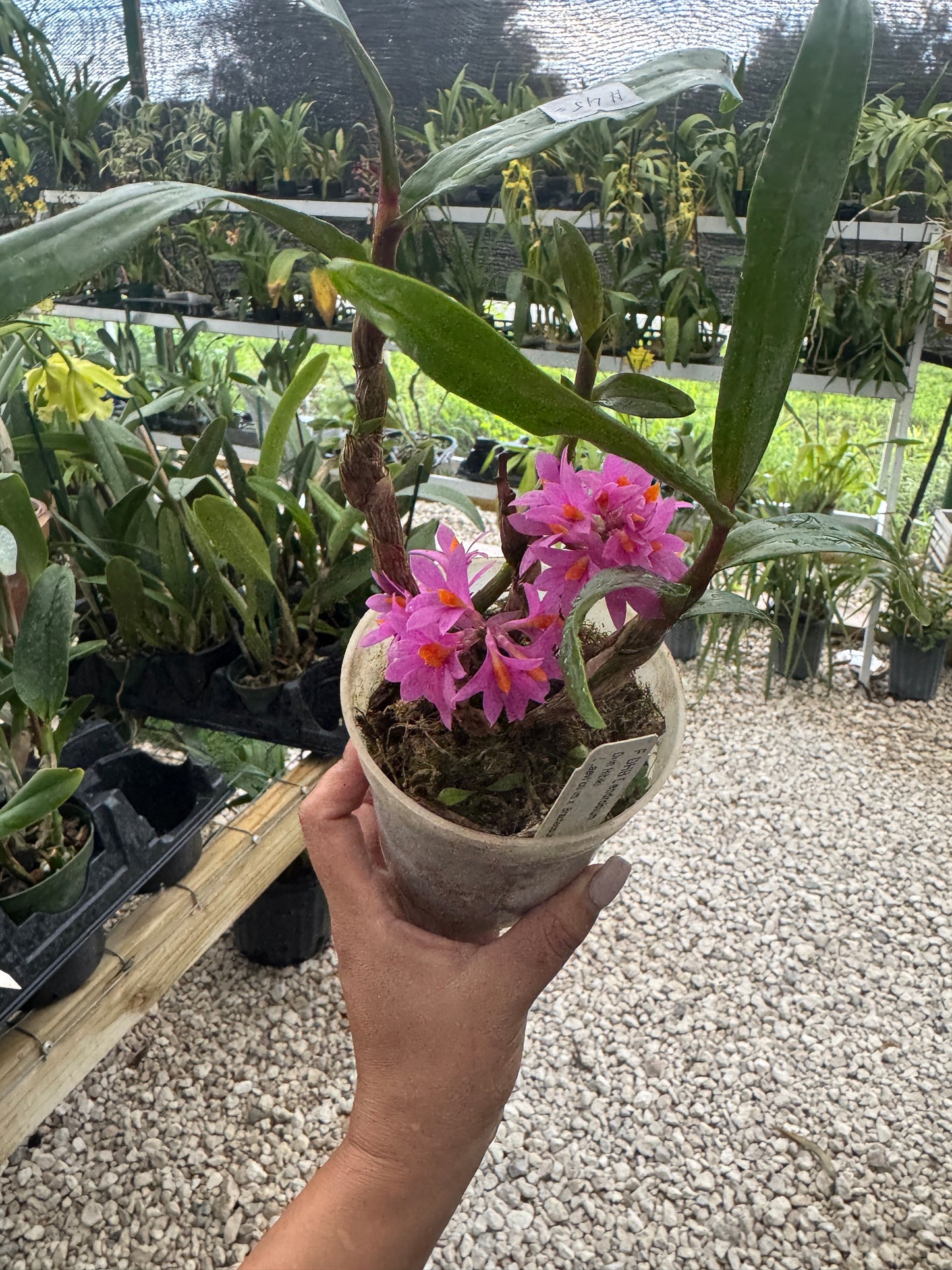 Dendrobium Hibiki pot 4”