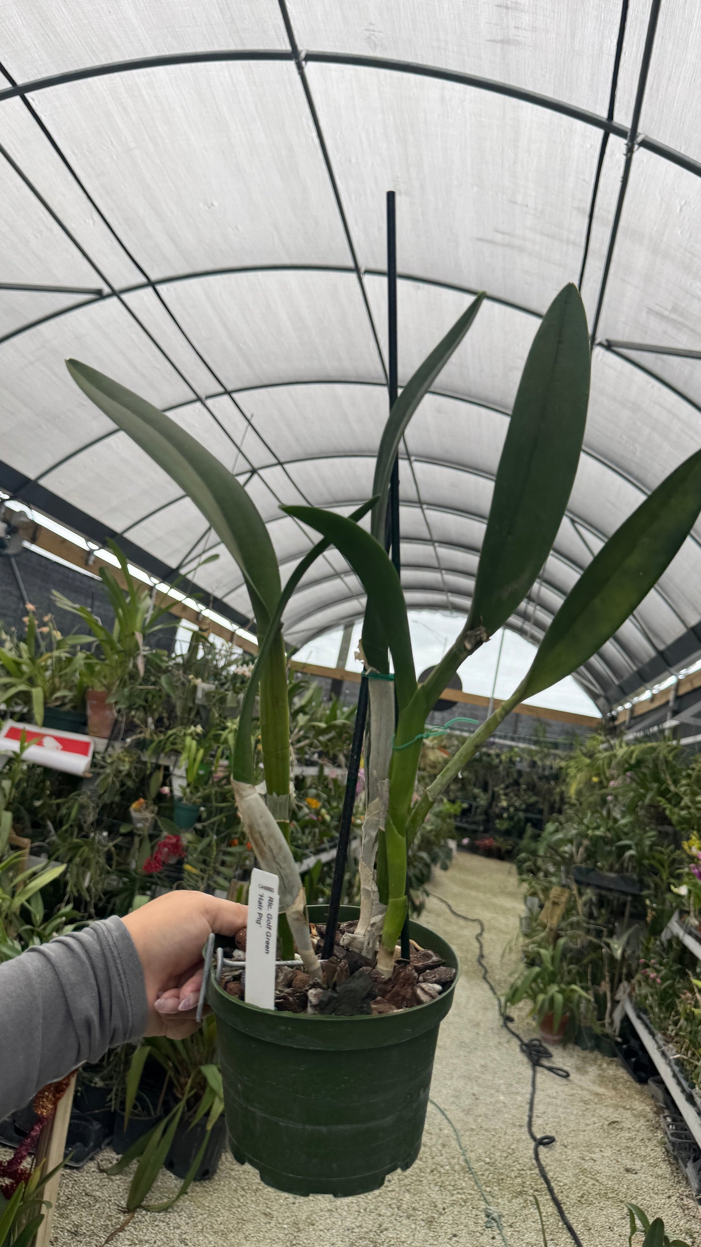 Rlc. Golf Green Hair Pig 6” grower choice
