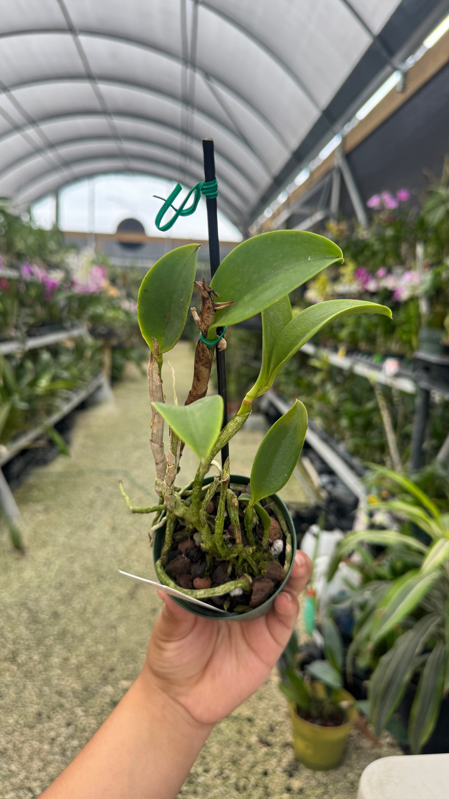 C. Jungle Jewel x Rlc. Suncoast Sunspots 3” (E)