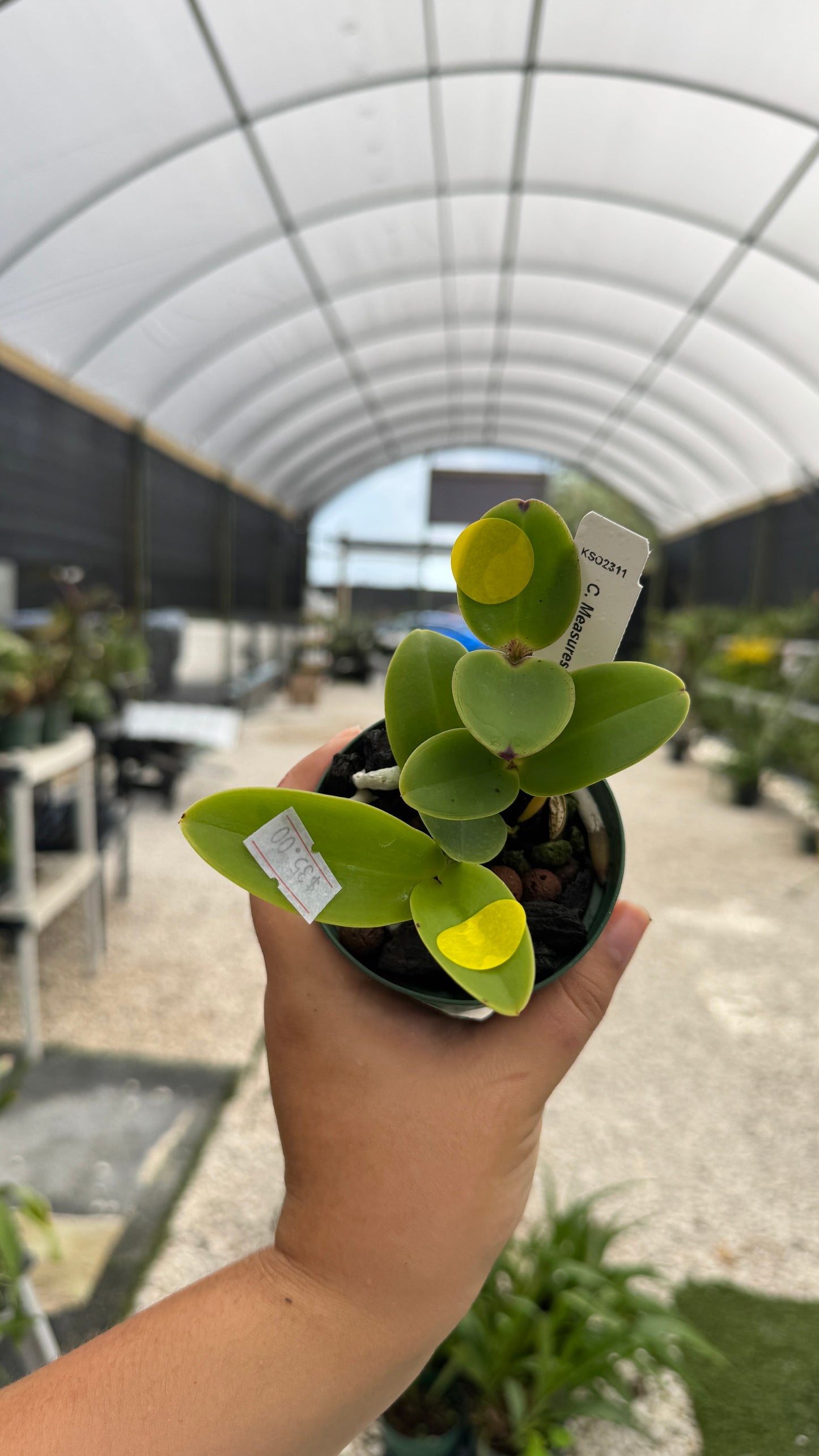 C. Measuresiana3”