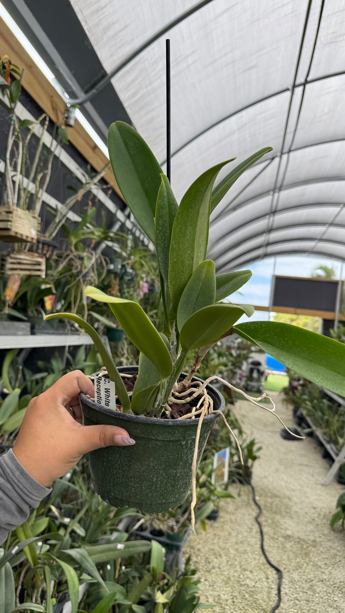 Cattleya White Reception 6” Grower Choice