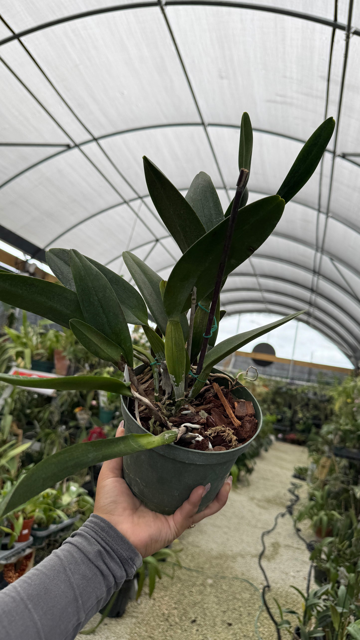 Rlc Siam Magic #2 Grower Choice 6”