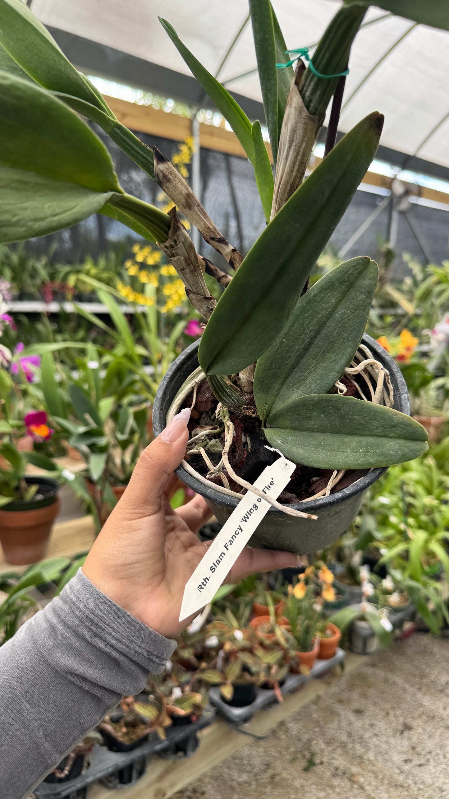 Rth Siam Fancy Wings of Fire Grower Choice 6”
