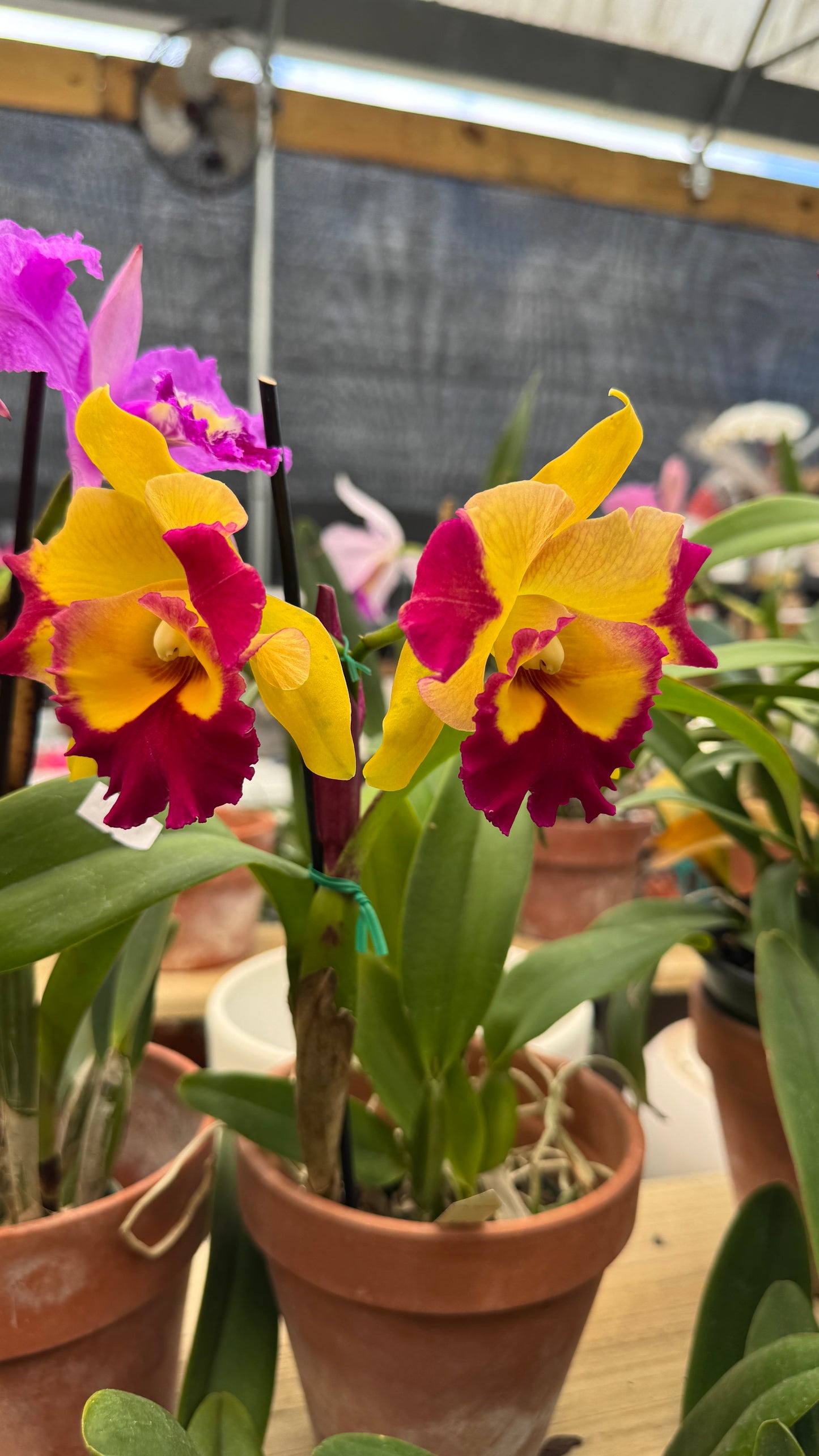 Cattleya fancy 4”