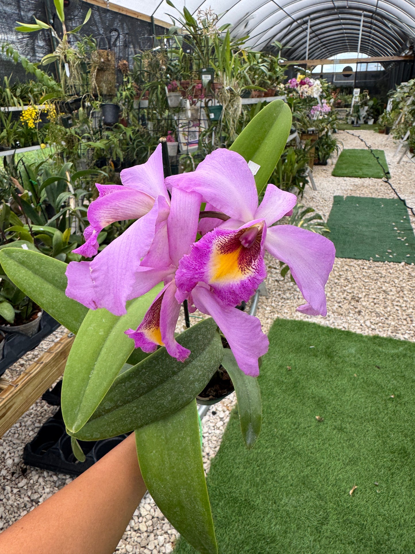 Laeliocatleya Denissi pot 4”