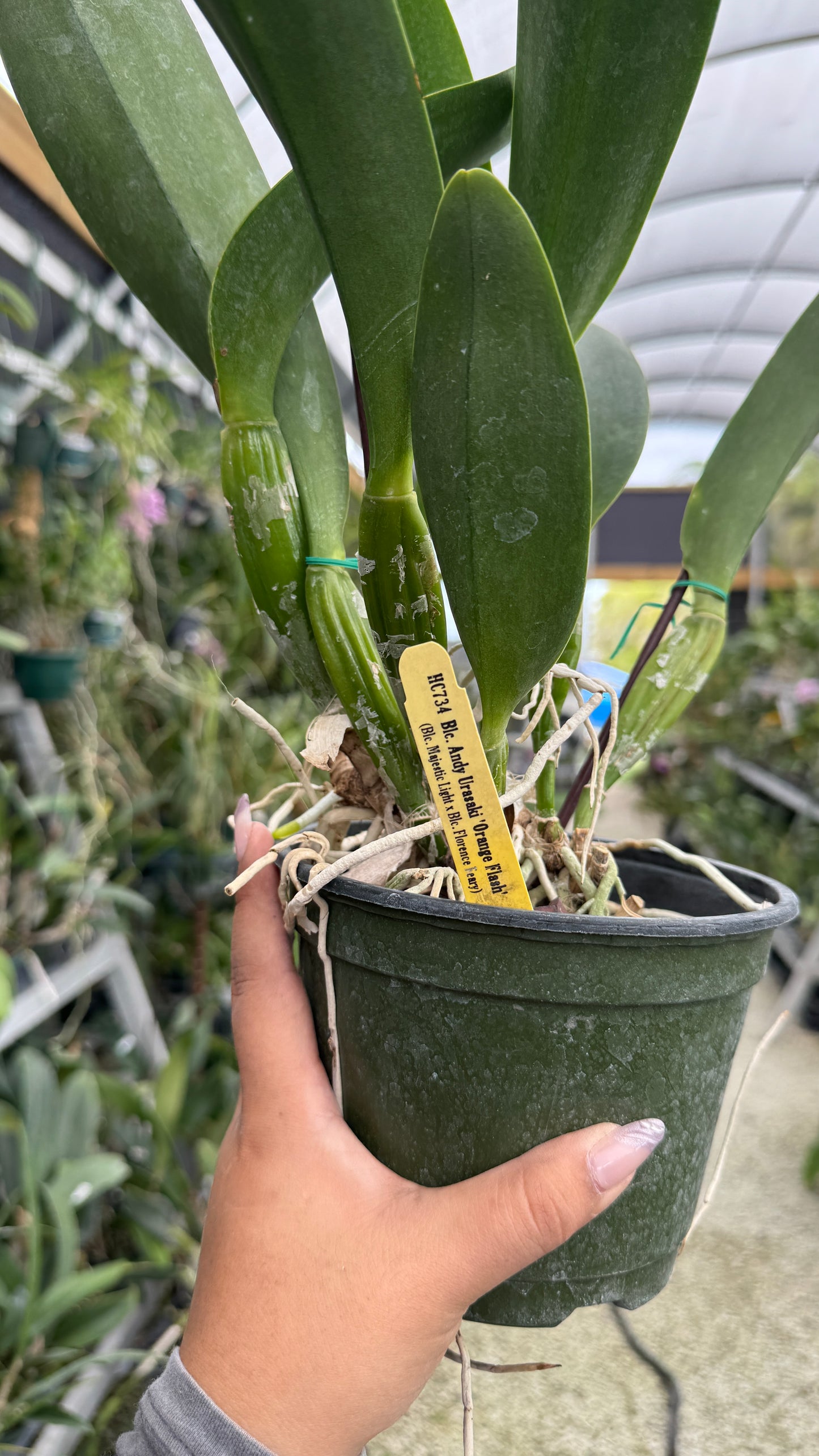 BLC Andy Urasaki 6” Grower Choice