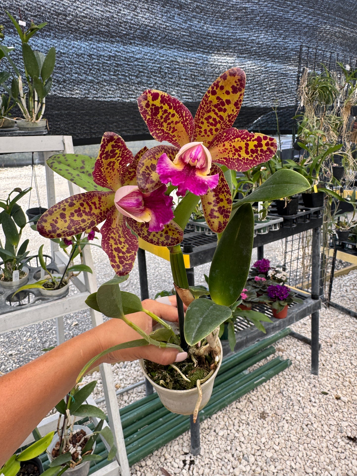 RLC Waianae Leopard ‘Ching Hua’ x C. Jennifer Margaret pot. 4”