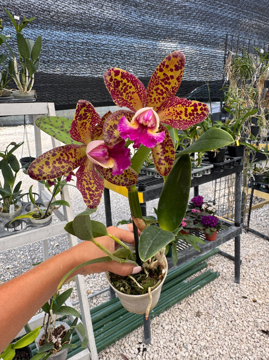 RLC Waianae Leopard ‘Ching Hua’ x C. Jennifer Margaret pot. 4”