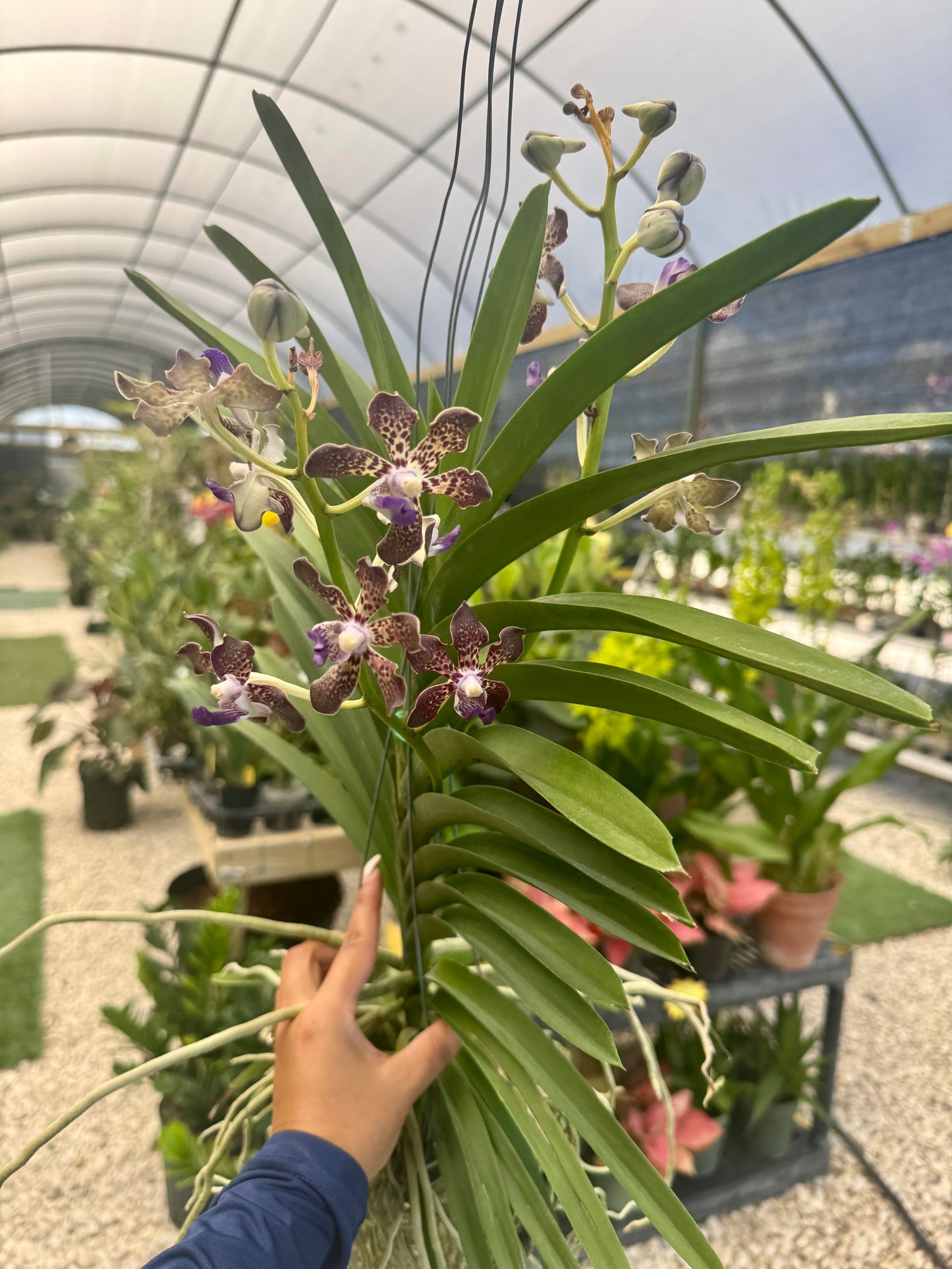 Papilionanda. Suwannaphum Mighty Lilag Savor (Hybrid)
