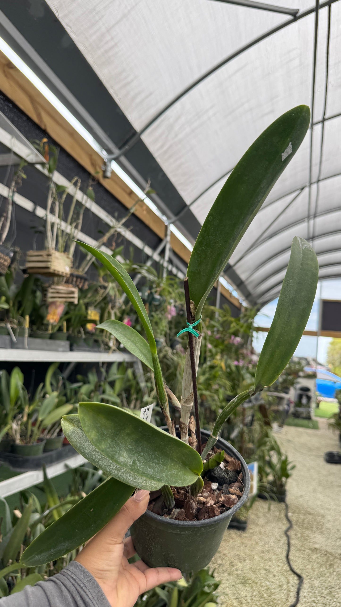 Rlc David Matsura Paradise 6” Grower Choice
