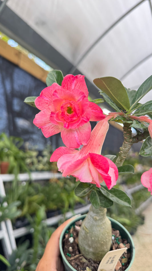 Desert rose 45 4”