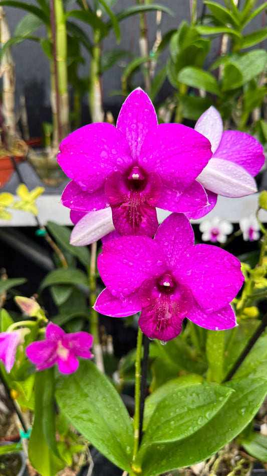 Dendrobium airly Pink 4”