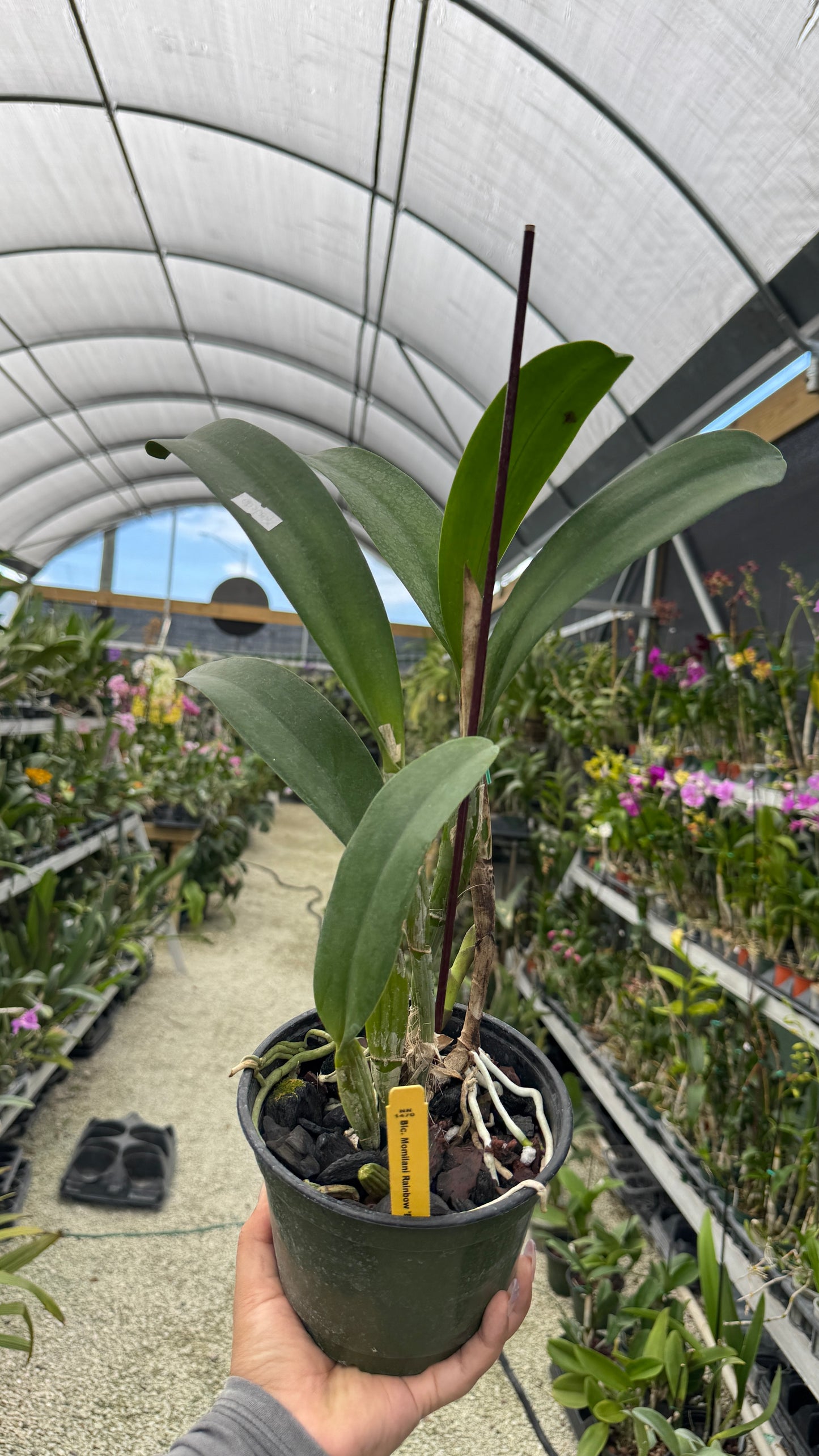 Blc Momilani Rainbow Elizabeth Off Grower Choice 6”