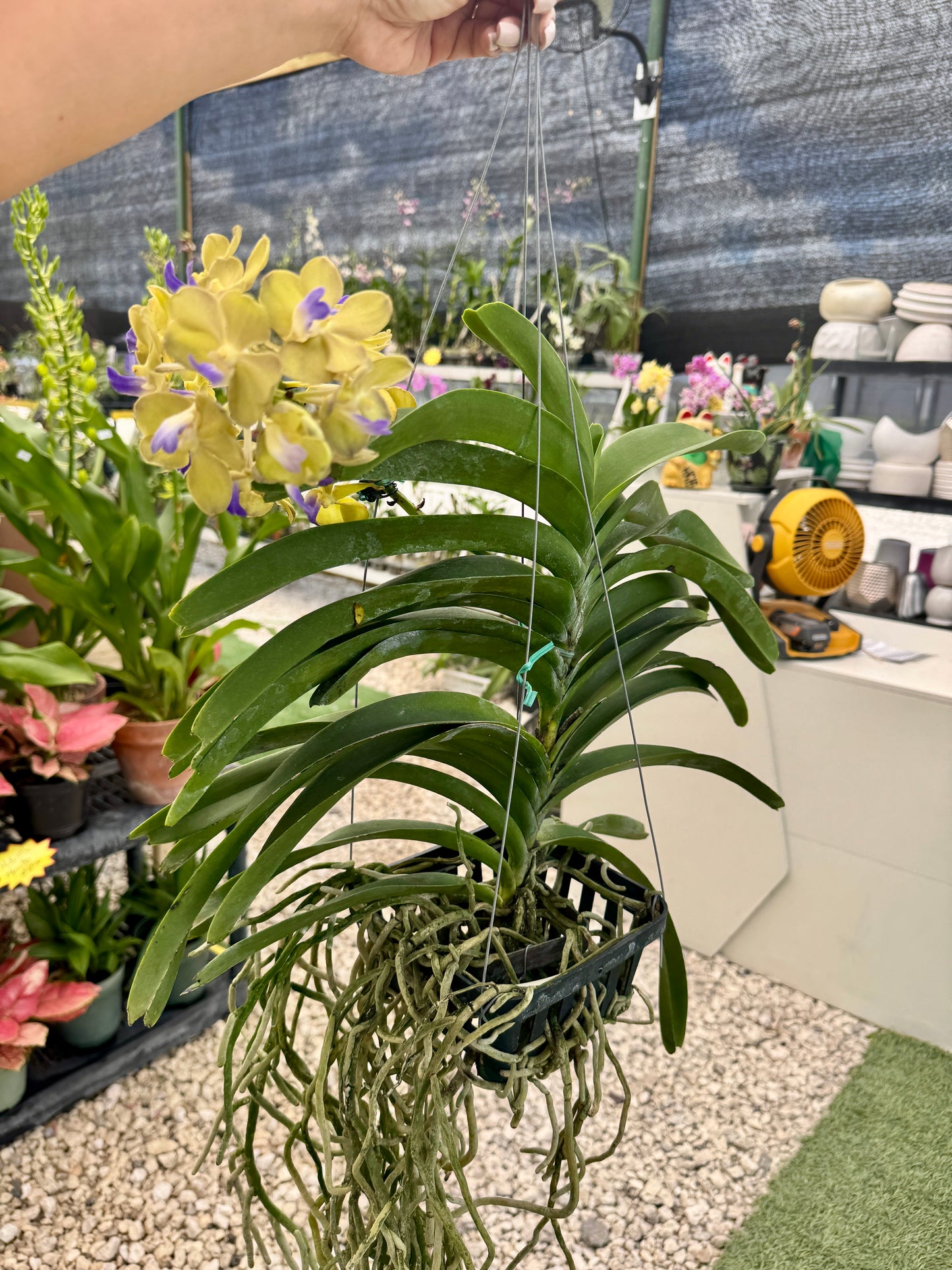 Vanda hybrids
Sasicha x Nopporn Golden Dream