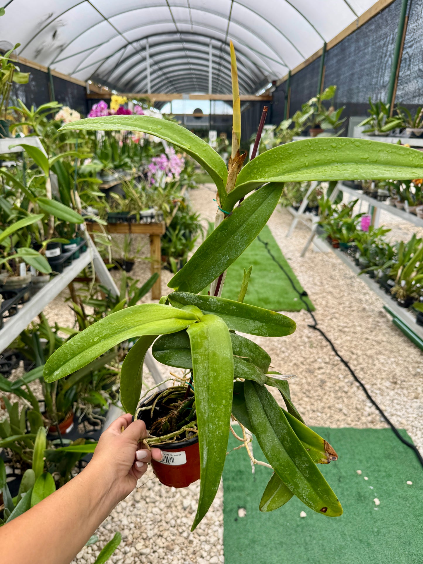 Laeliocattleya Mi morena Pot 4”