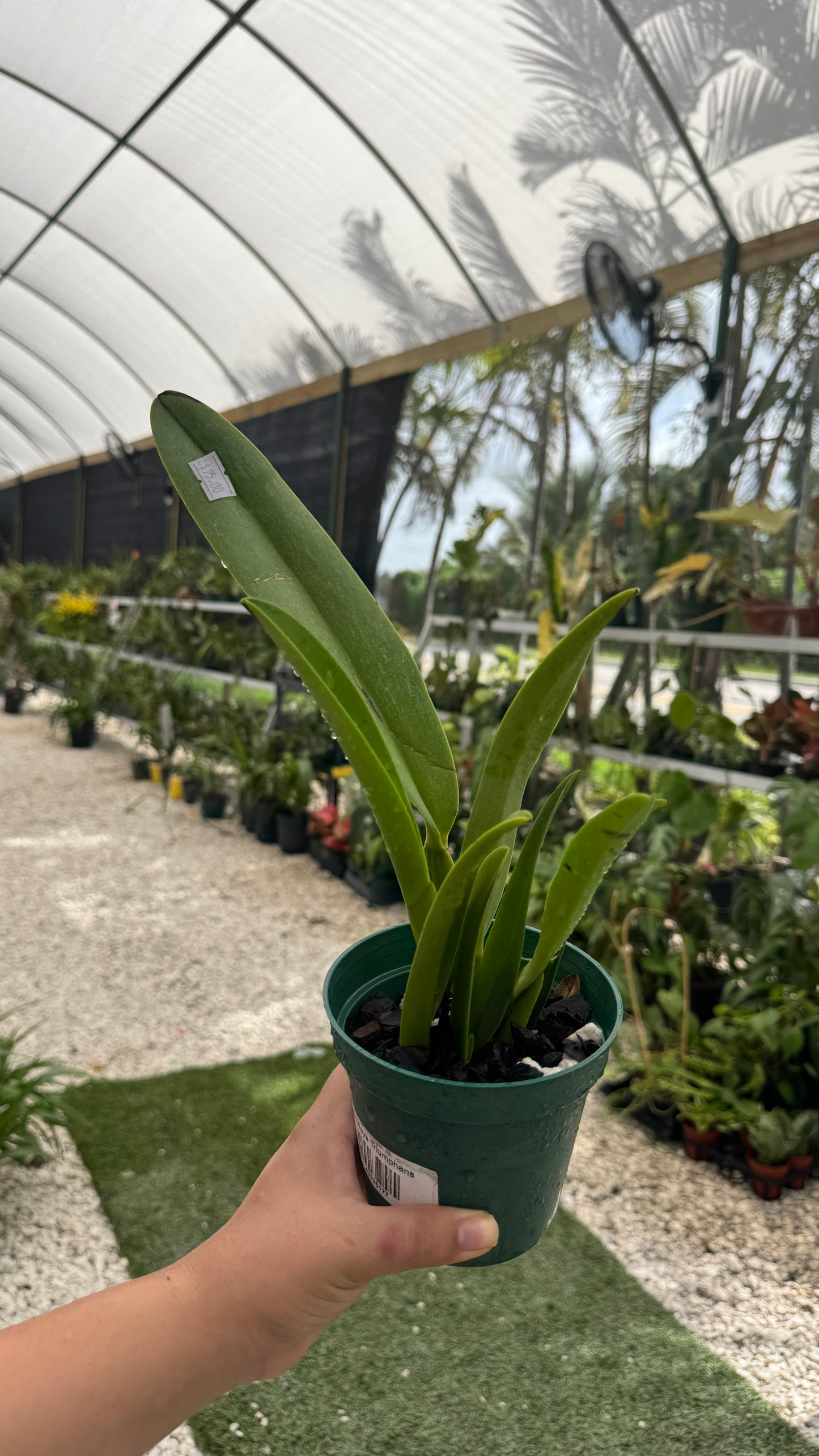 Cattleya triumphans 4” ( no flower growe choice)