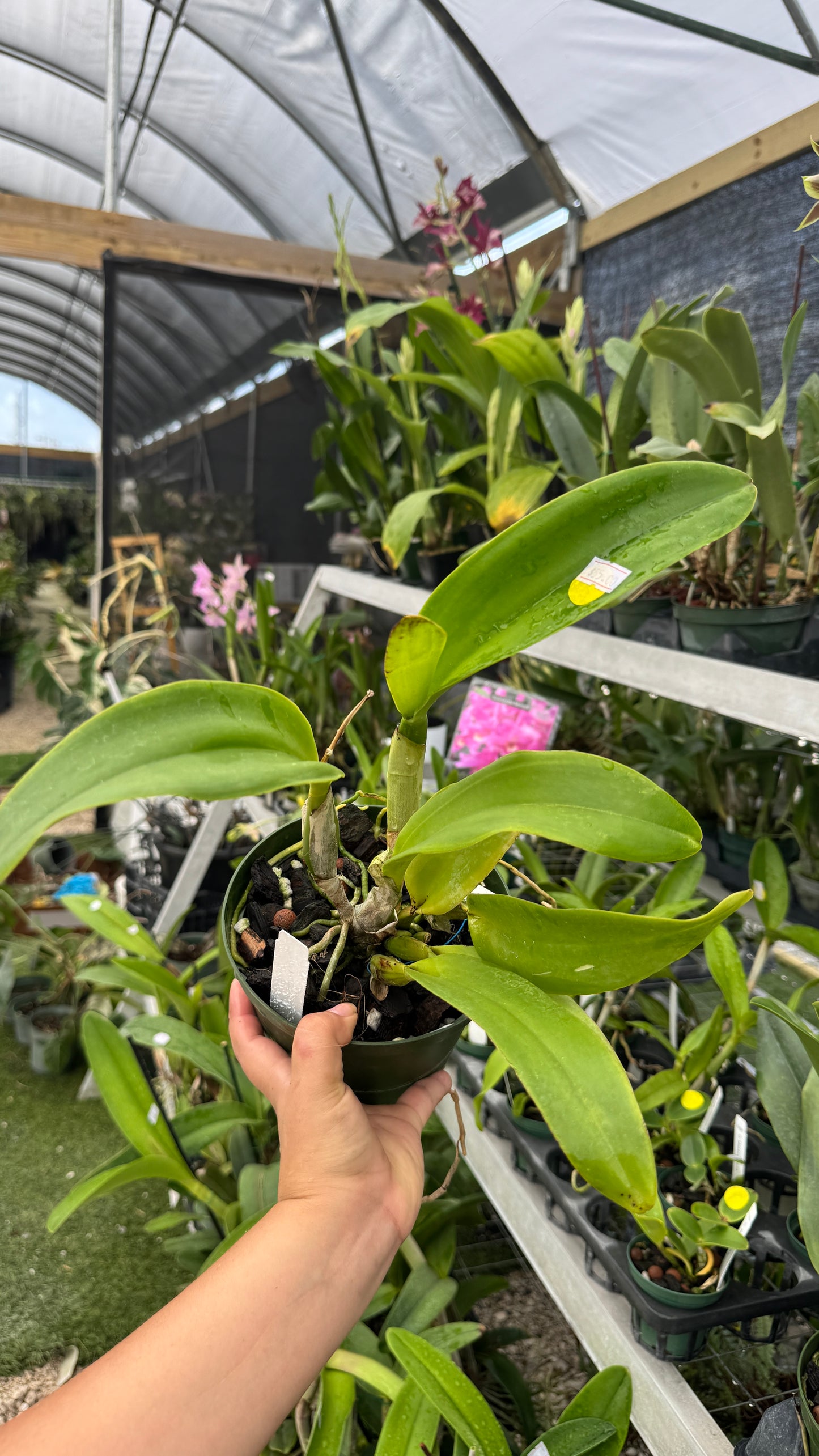 Rlc. Chaweewan fancy 6”