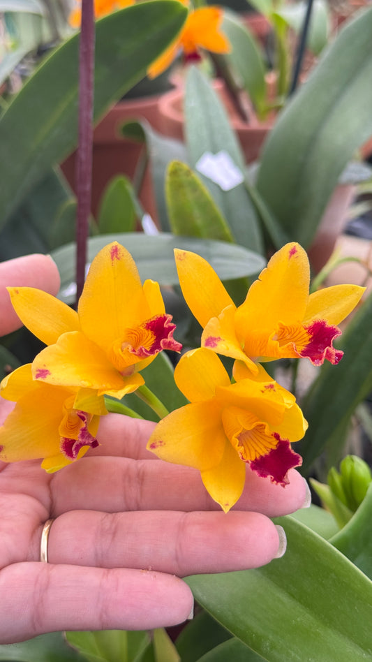 Rth. Love Love Rich 4”