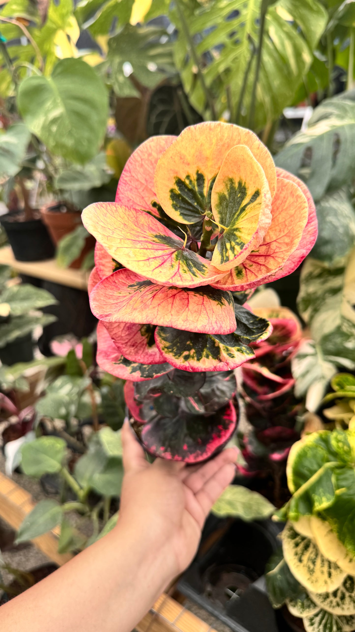 Croton Apple Leaves Variegated Pink 4”