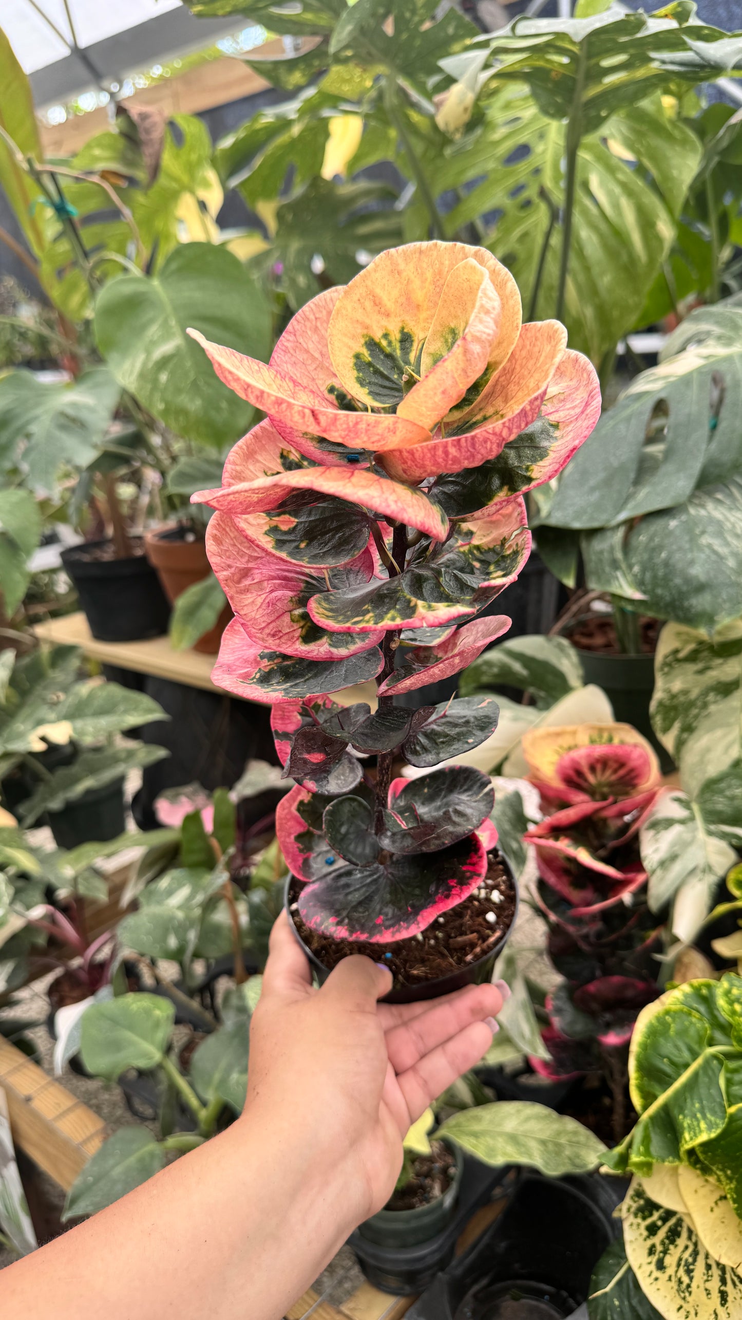 Croton Apple Leaves Variegated Pink 4”