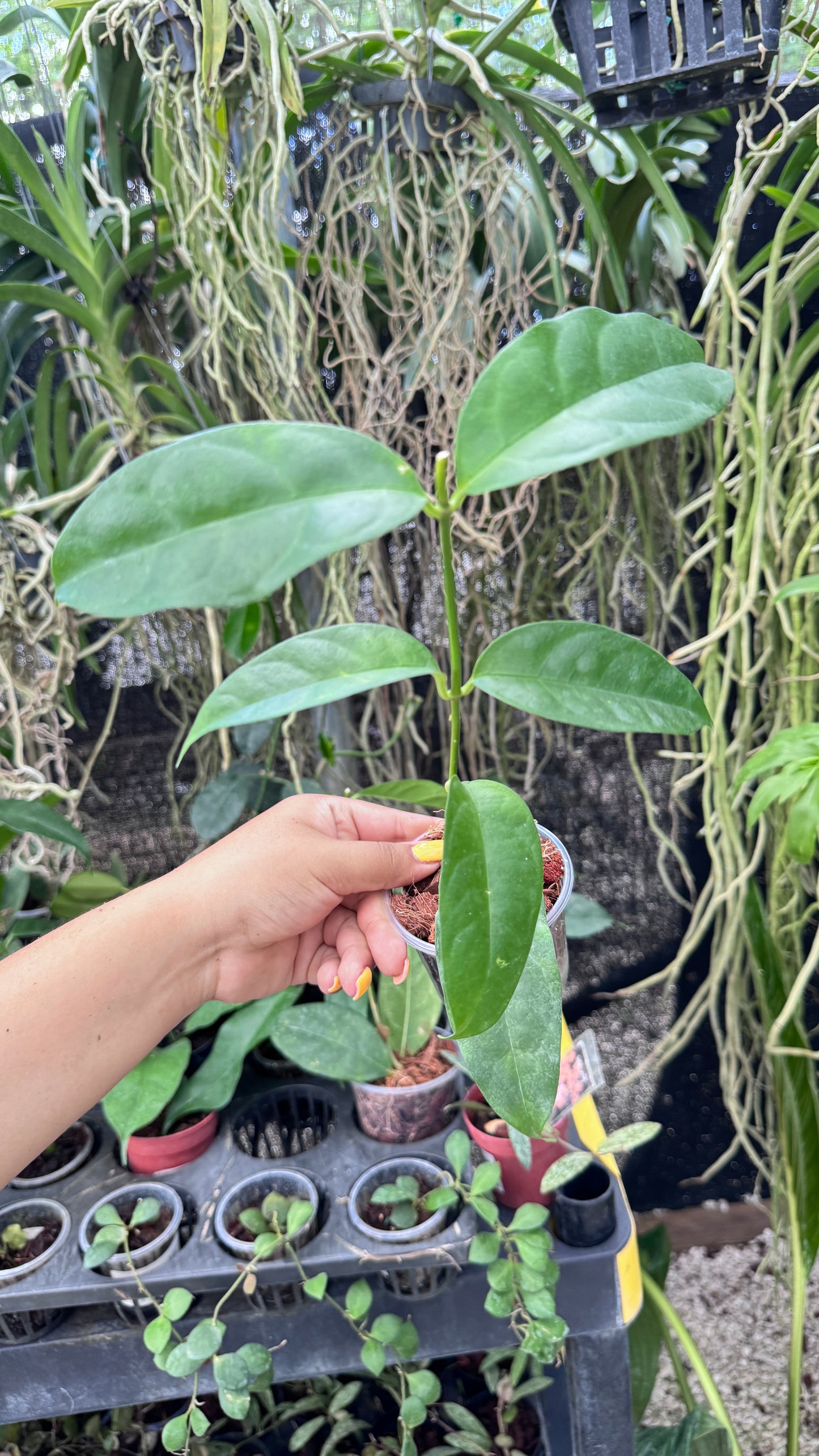 HOYA CAMPANULATA 3”