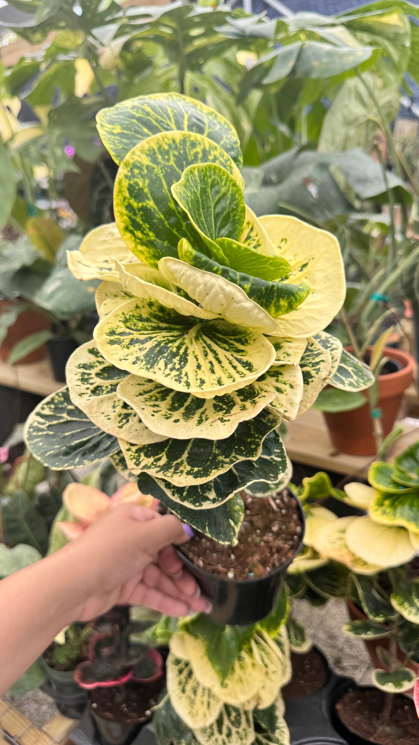 Croton Apple Leaves Variegated Yellow 5”