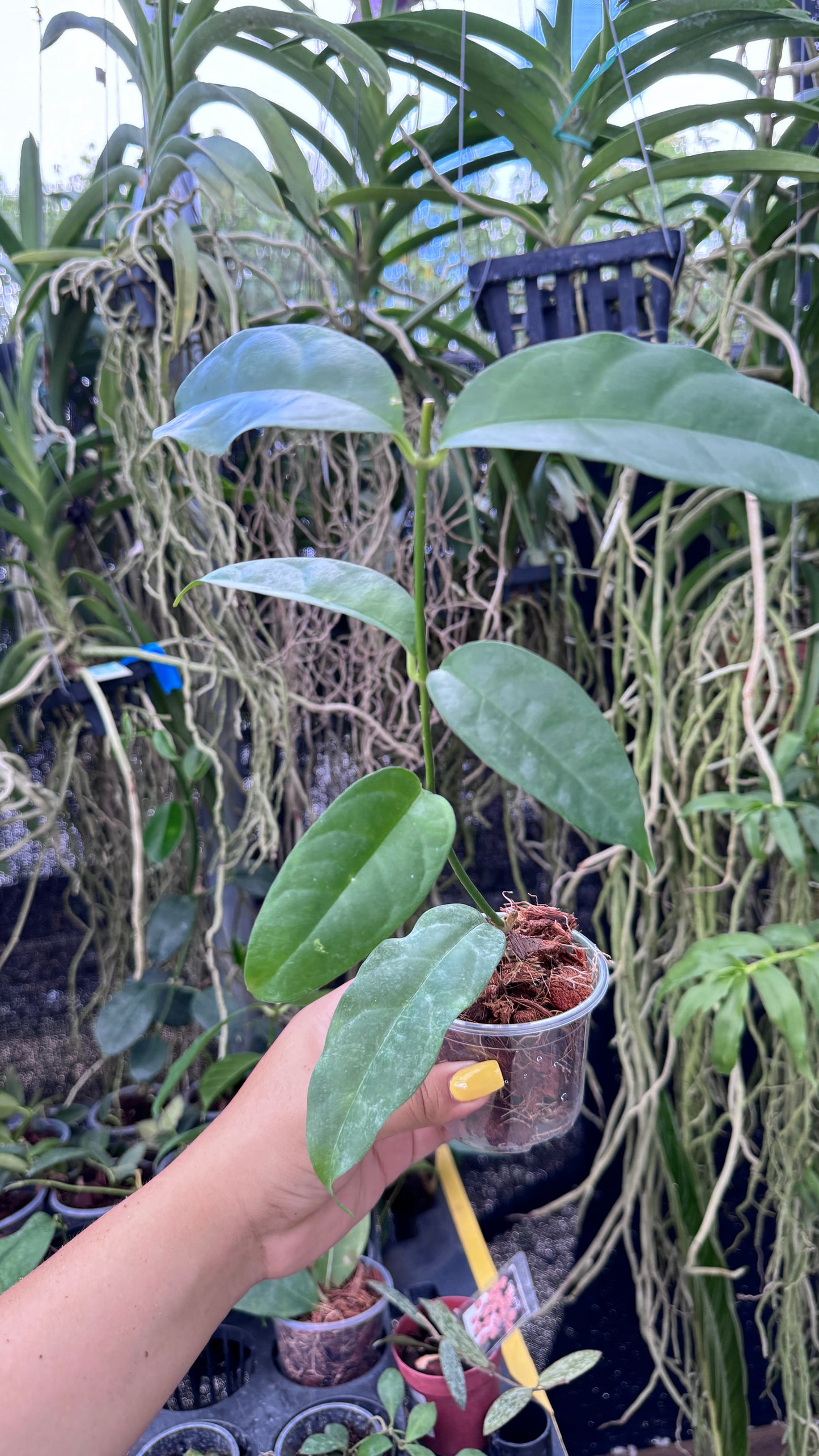 HOYA CAMPANULATA 3”