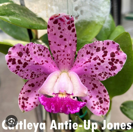 Cattleya Auntie Jones 4” no flower 4” 106