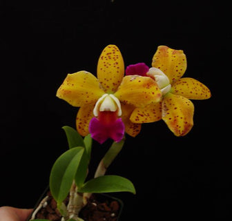 C. Jungle Jewel x Rlc. Suncoast Sunspots 3” (E)