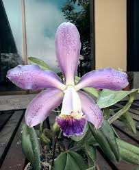 C. Gaudii f. Coerulea (A) 4”