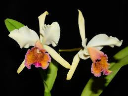 C. Marylin Lew 4” grower choice