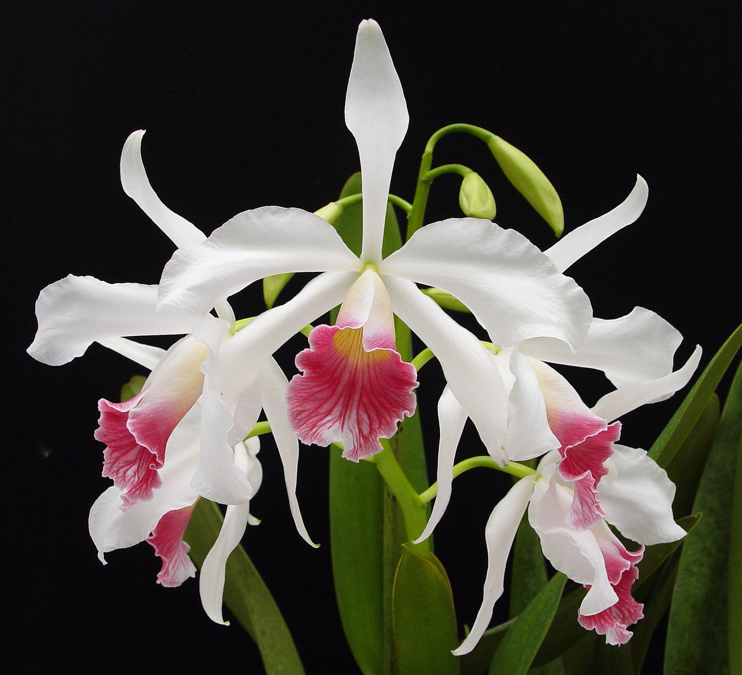 Laelia Purpurata Carnea grower choice 4”