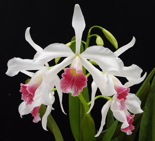 Laelia Purpurata Carnea grower choice 4”