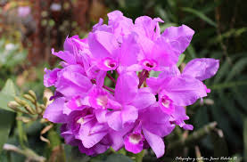 Guarianthe skinneri grower choice