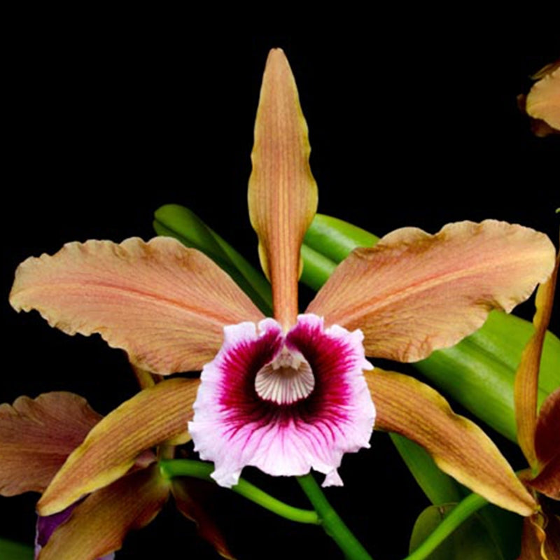 Laelia Tenebrosa 4” grower choice