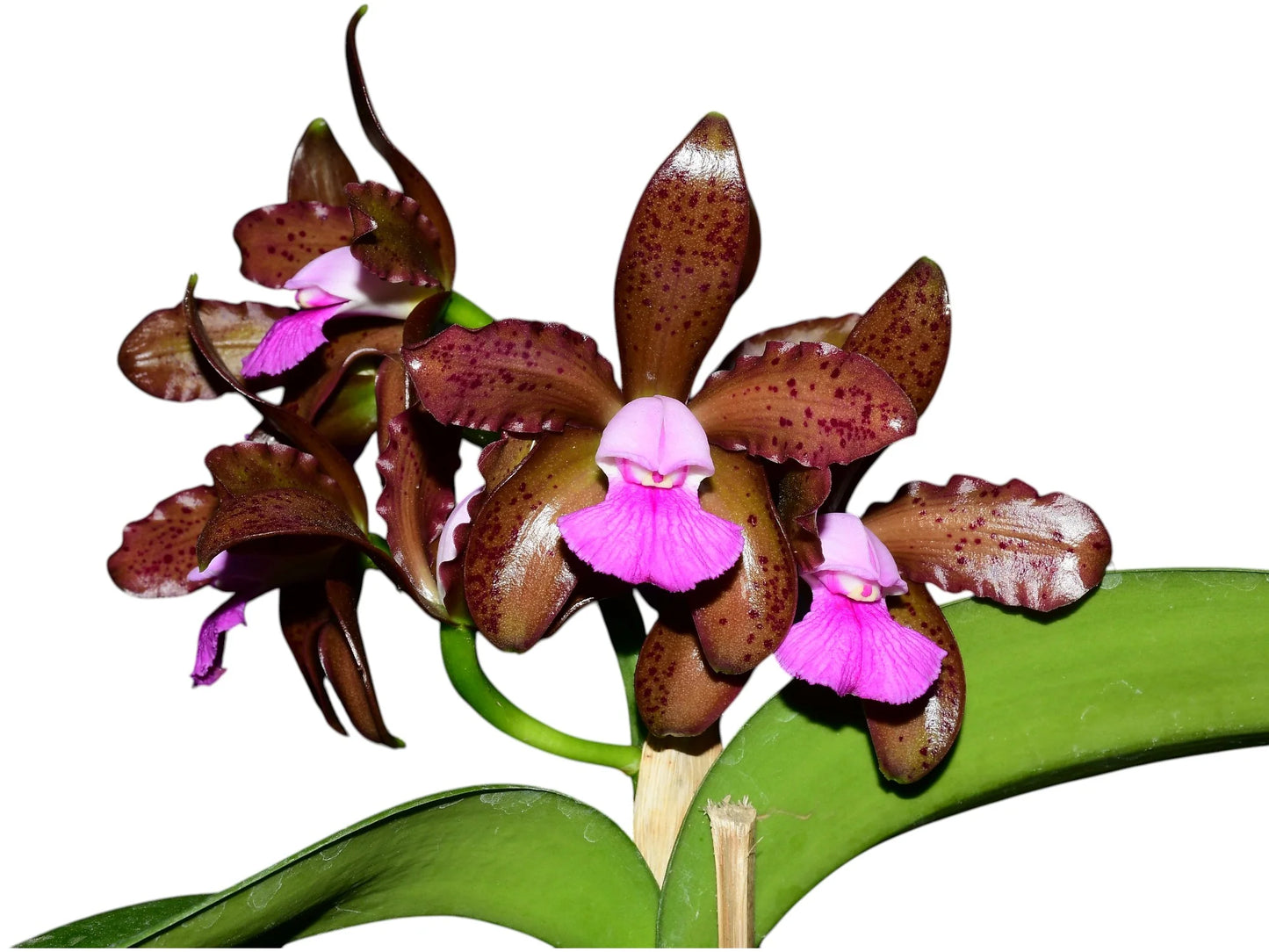 Cattleya tigrina 4” grower choice